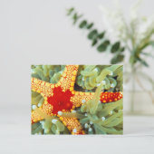Carte Postale Étoile de mer rouge et jaune (Debout devant)