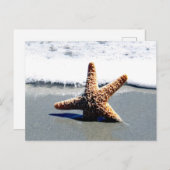 Carte Postale Étoile de mer unique échouée à terre (Devant / Derrière)