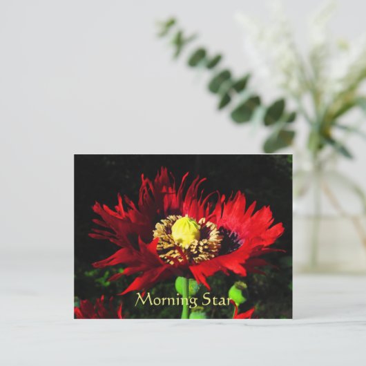 Carte Postale Étoile du matin (Debout devant)