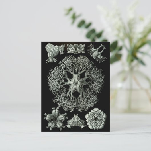 Carte Postale étoiles (Debout devant)