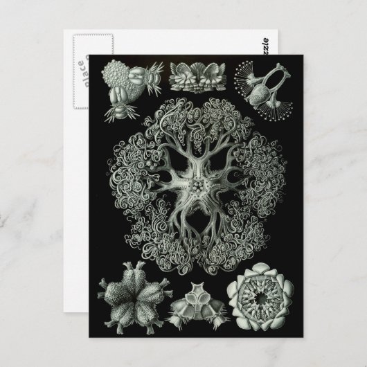 Carte Postale étoiles (Devant / Derrière)