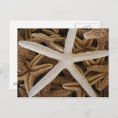 Carte Postale Etoiles de mer (Devant / Derrière)