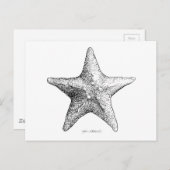 Carte Postale Étoiles de mer dessinant l'art d'étoile de mer (Devant / Derrière)