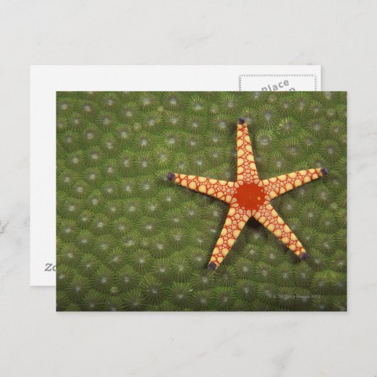 Carte Postale Etoiles de mer nettoyant récifs en mangeant des al (Devant / Derrière)