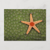 Carte Postale Etoiles de mer nettoyant récifs en mangeant des al (Devant)