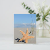 Carte Postale Étoiles de mer sur la plage (Debout devant)