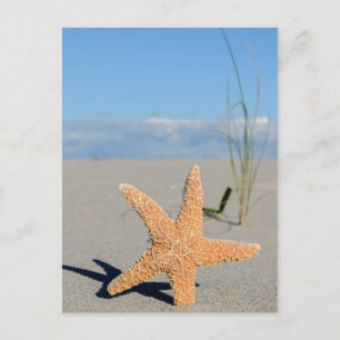 Carte Postale Étoiles de mer sur la plage