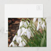 Carte Postale Étonnantes chutes de neige de printemps (Devant / Derrière)