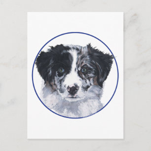 Carte Postale Étude de tête de Border Collie