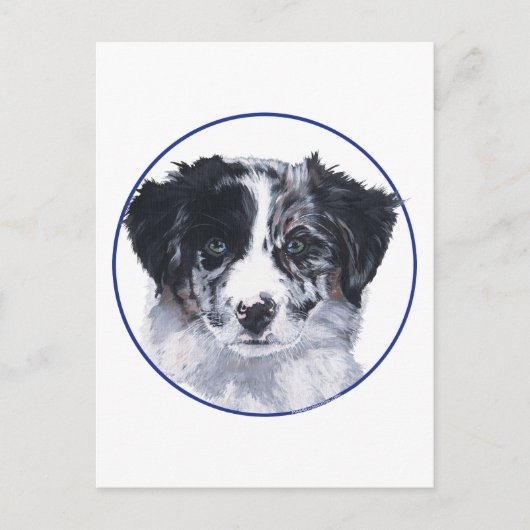 Carte Postale Étude de tête de Border Collie (Devant)