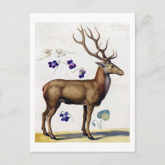 Carte Postale Étude des cerfs et des fleurs, Arcimboldo (Devant)