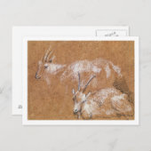 Carte Postale Étude des chèvres (dessin) (Devant / Derrière)