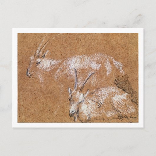 Carte Postale Étude des chèvres (dessin) (Devant)