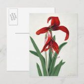 Carte Postale Étude des fleurs, (Devant / Derrière)