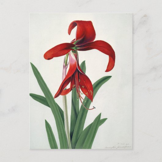 Carte Postale Étude des fleurs, (Devant)