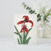 Carte Postale Étude des fleurs, (Debout devant)