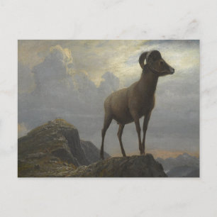 Carte Postale Étude d'un bélier à grandes cornes par Albert Bier