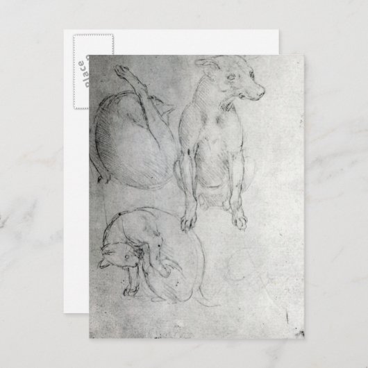 Carte Postale Étude d'un chien et d'un chat, c.1480 (Devant / Derrière)
