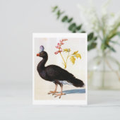 Carte Postale Étude d'une Curassow Helmeted, Arcimboldo (Debout devant)
