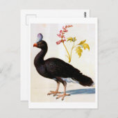 Carte Postale Étude d'une Curassow Helmeted, Arcimboldo (Devant / Derrière)