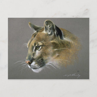 Carte Postale Étude sur le cougar
