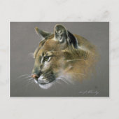 Carte Postale Étude sur le cougar (Devant)