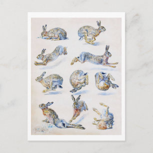 Carte Postale Études sur le lièvre sauvage (lapin), Bruno Liljef