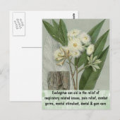 Carte postale Eucalyptus (Devant / Derrière)
