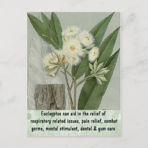 Carte postale Eucalyptus