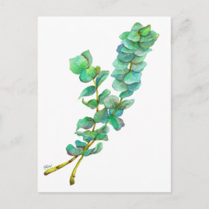 Carte Postale Eucalyptus 01