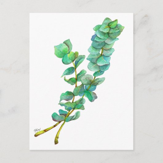 Carte Postale Eucalyptus 01 (Devant)