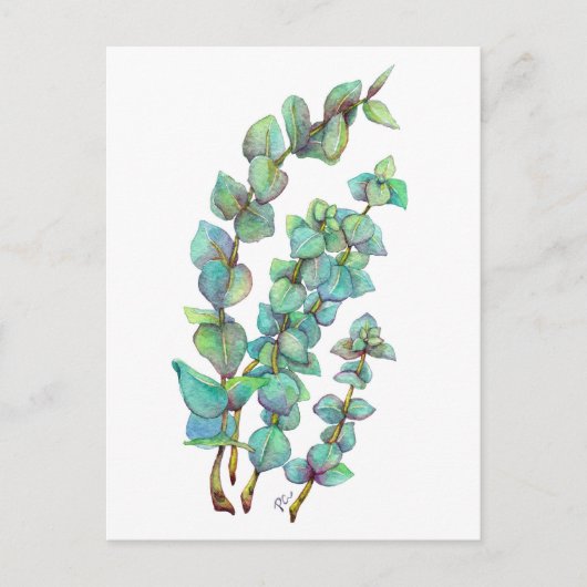 Carte Postale Eucalyptus 02 (Devant)