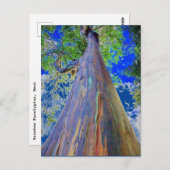 Carte Postale Eucalyptus arc-en-ciel (Devant / Derrière)