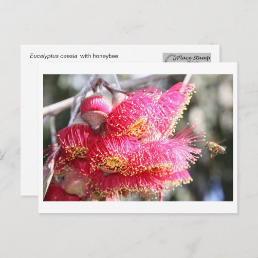 Carte Postale Eucalyptus caesia avec Abeille de miel (Devant / Derrière)