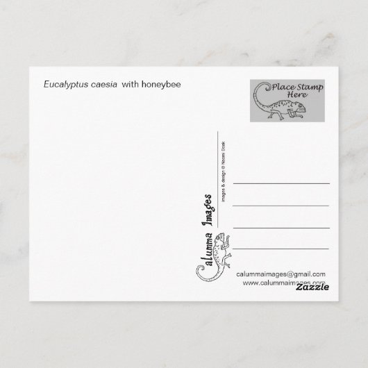Carte Postale Eucalyptus caesia avec Abeille de miel (Dos)