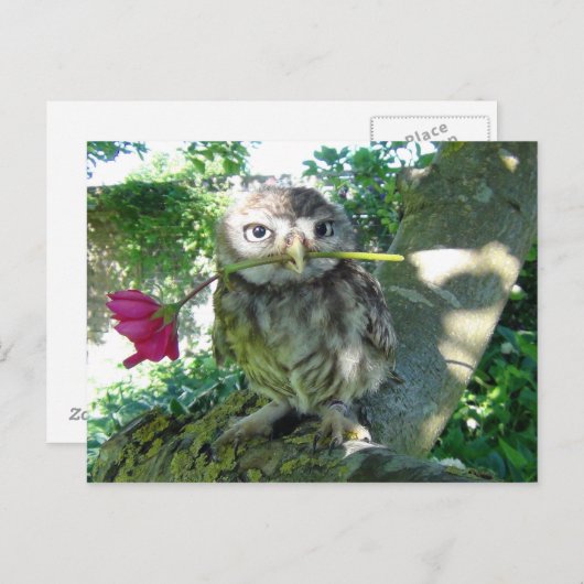 Carte Postale Eule mit Rose (Devant / Derrière)