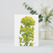 Carte Postale Euphorbia (Debout devant)