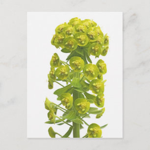 Carte Postale Euphorbia