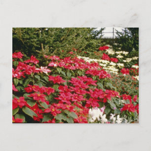 Carte Postale Euphorbia Pulcherrima (Poinsettia) fleurs