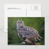 Carte postale Eurasian Eagle Owl (Devant / Derrière)