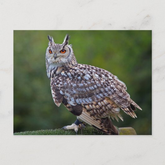 Carte postale Eurasian Eagle Owl (Devant)