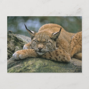 Carte Postale Europ �_ischer Luchs, Eurasischer Luchs (Lynx)