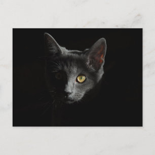 Carte Postale Europe à courte distance   Chat noir   Portrait de