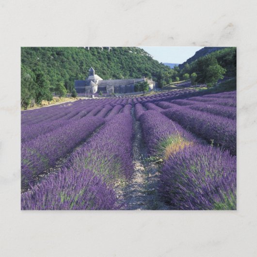 Carte Postale Europe, France, Provence. Champs de Lavander (Devant)