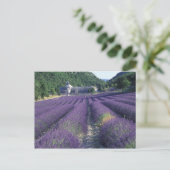 Carte Postale Europe, France, Provence. Champs de Lavander (Debout devant)