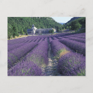 Carte Postale Europe, France, Provence. Lavander fields