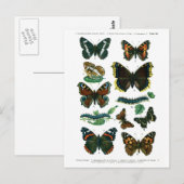 Carte postale Europe Papillons Plaque III (Devant / Derrière)