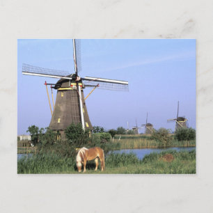 Carte Postale Europe, Pays-Bas, Zuid Holland, Kinderdijk. 2