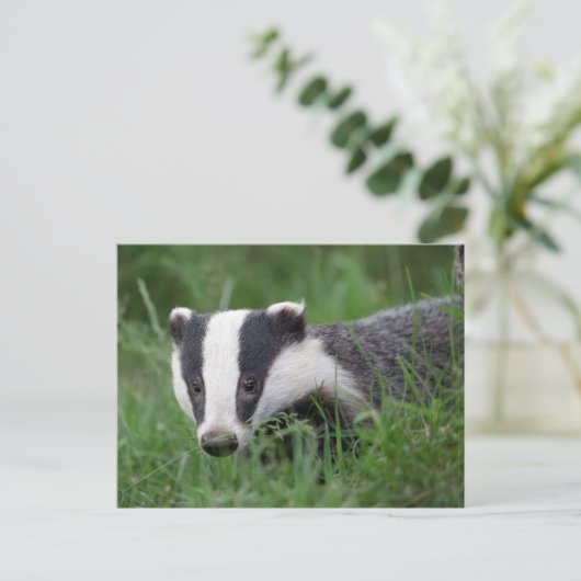 Carte postale européenne Badger (Debout devant)