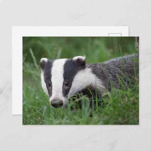 Carte postale européenne Badger (Devant / Derrière)